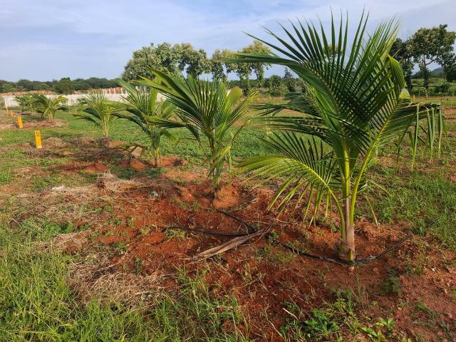 Residential Plot in Narayankhed for resale Sangareddy. The reference number is 19642679