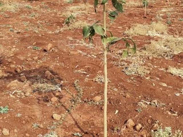 Residential Plot in Narayankhed for resale Sangareddy. The reference number is 19614576