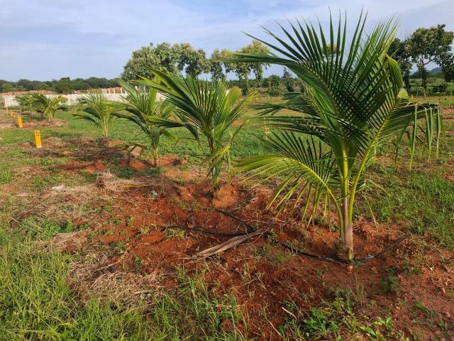 Residential Plot in Narayankhed for resale Sangareddy. The reference number is 20339608