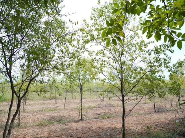 Residential Plot in Amleshwar for resale Raipur. The reference number is 20564838
