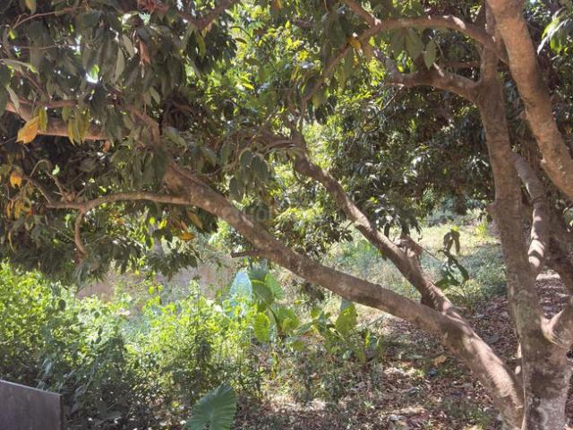 Residential Plot in Anarwala for resale Dehradun. The reference number is 20070456