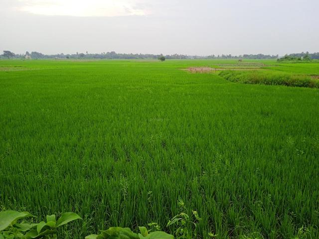 Residential Plot in Bansberia for resale Hooghly. The reference number is 10649870