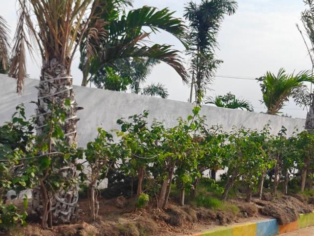 Residential Plot in Bhogapuram for resale Vizianagaram. The reference number is 20763005
