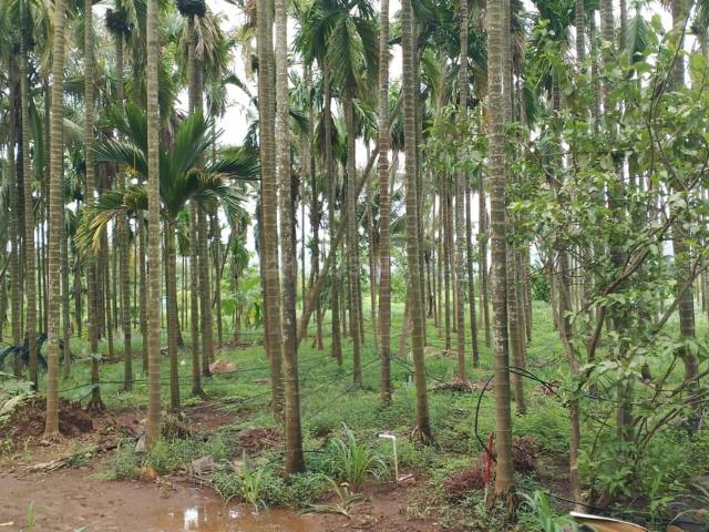 Residential Plot in Borli for resale Alibag. The reference number is 17125096