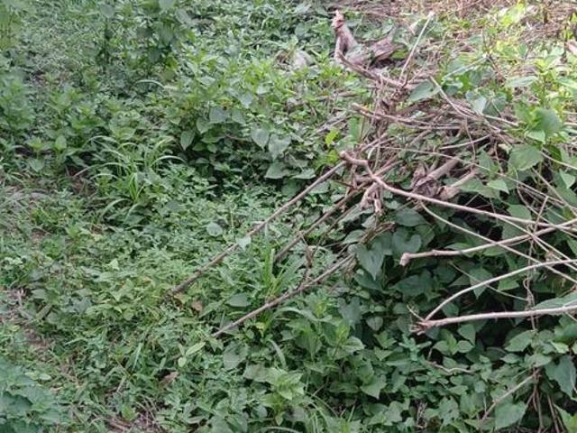 Residential Plot in Dhaiya for resale Dhanbad. The reference number is 20464947