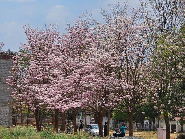 Residential Plot in Gattahalli for resale Bengaluru. The reference number is 18707079