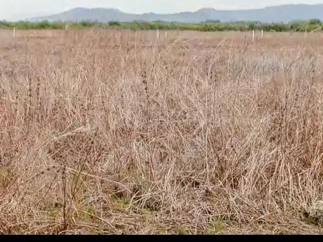 Residential Plot in Hamarapur for resale Raigad. The reference number is 20551209