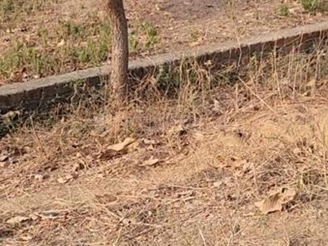 Residential Plot in Kudasan for resale Gandhinagar. The reference number is 14309419