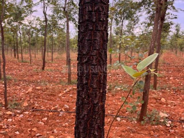 Residential Plot in Kandukur for resale Prakasam. The reference number is 13306463