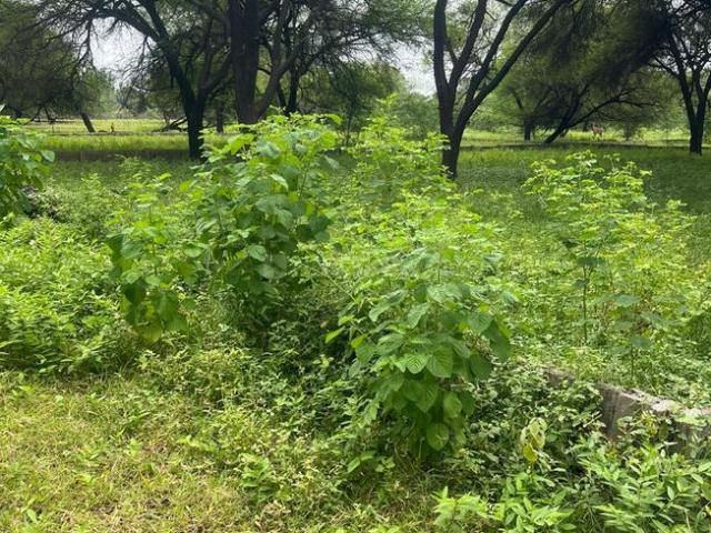 Residential Plot in Lapkaman for resale Ahmedabad. The reference number is 18470864