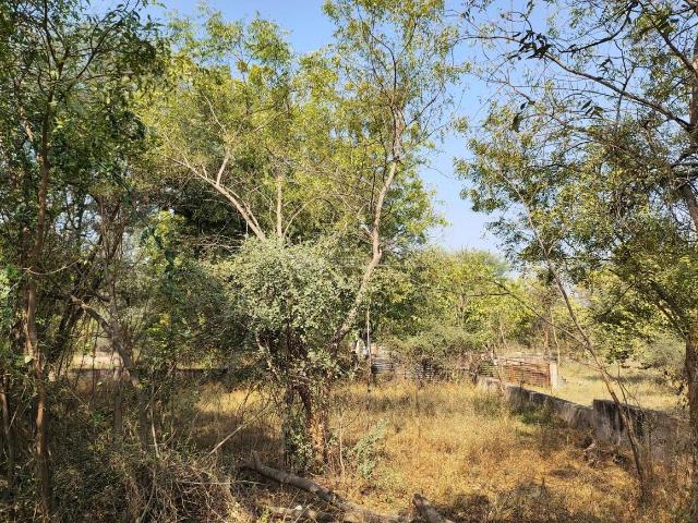 Residential Plot in Palodia for resale Gandhinagar. The reference number is 20296040