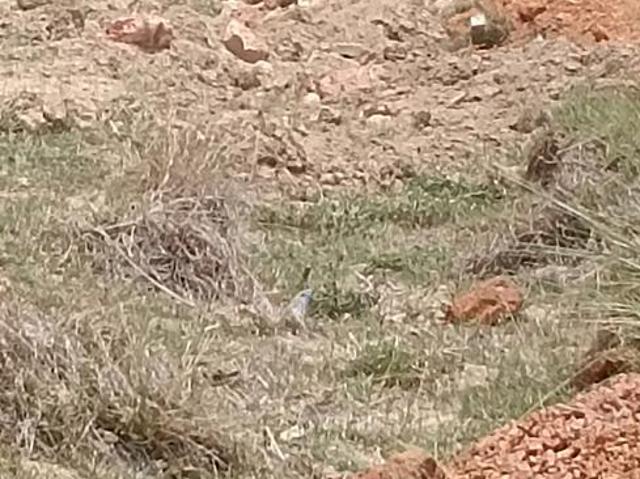 Residential Plot in Patrapada for resale Bhubaneswar. The reference number is 20561329
