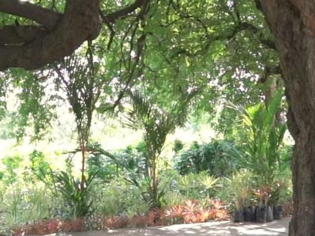 Residential Plot in Pewatha for resale Nagpur. The reference number is 19481656
