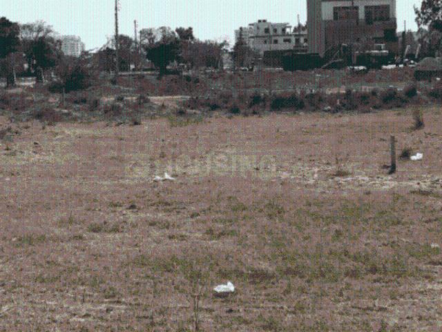 Residential Plot in Sector 117 for resale Mohali. The reference number is 20307046