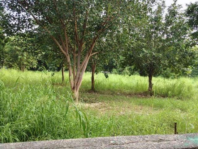 Residential Plot in Sector 25 YEIDA for resale Greater Noida. The reference number is 20938307