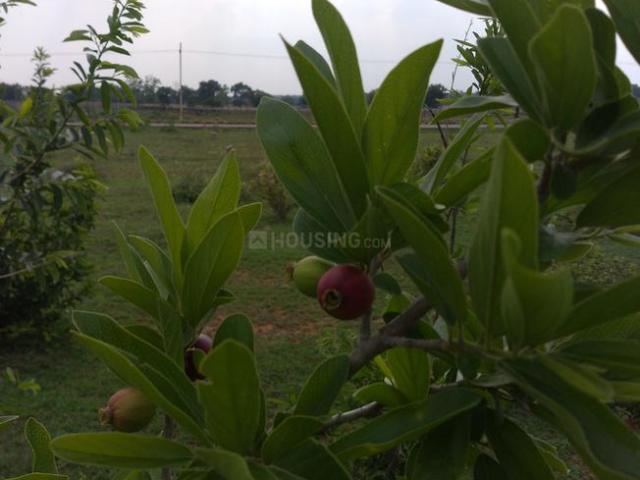 Residential Plot in Shadnagar for resale Ranga Reddy. The reference number is 6176933