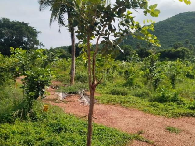 Residential Plot in Srungavarapu kota for resale Vizianagaram. The reference number is 20958055