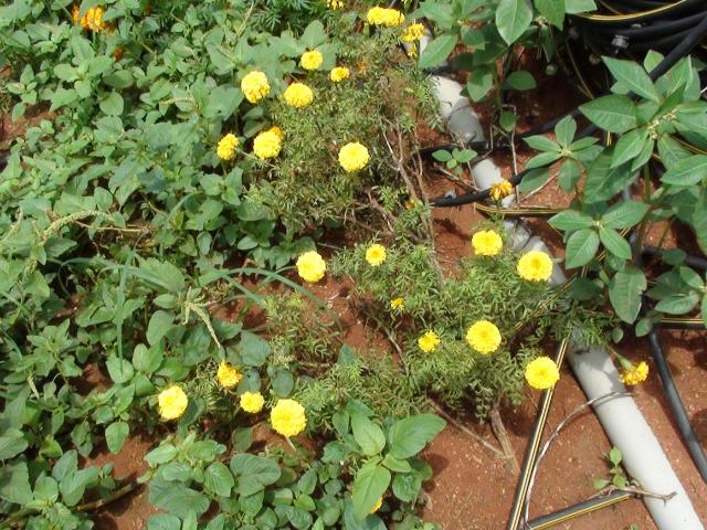Residential Plot in Turkapally for resale Hyderabad. The reference number is 12575396