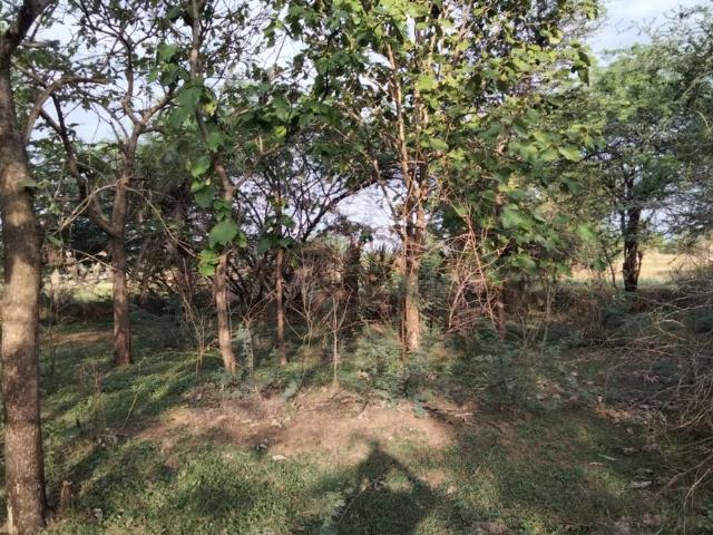 Residential Plot in Taramatipet for resale Hyderabad. The reference number is 7223171