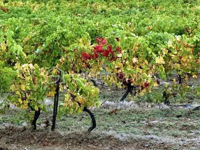 Rieux Minervois 11160 Achat / Vente terrain