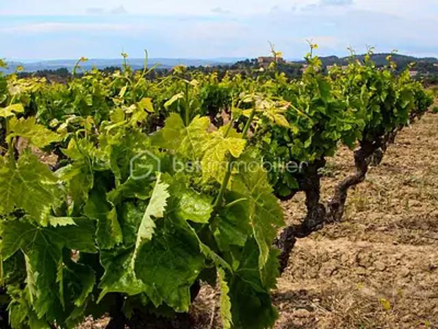 Rieux Minervois 11160 Achat / Vente terrain