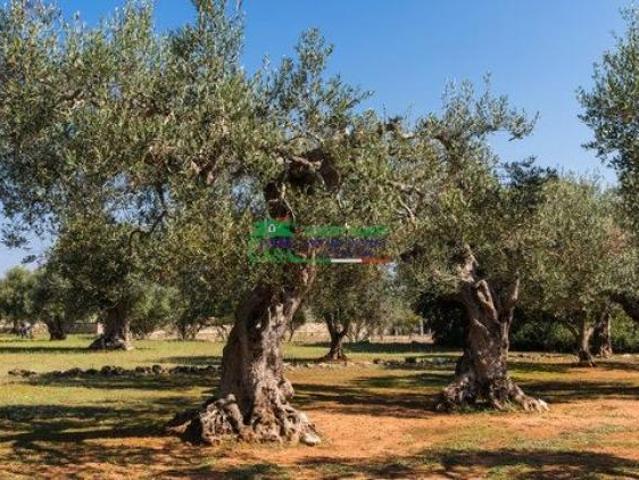 Rif:2724 Terreno agricolo di 18.000 mq con uliveto e agrumeto in vendita a Comiso