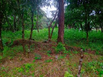 Road front lot in jaramillo, boquete