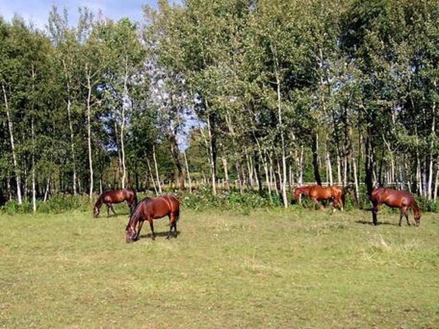 Rozwojowe ranczo już gotowe na przyjęcie ponad 20 koni