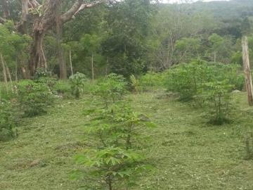 RSW259407. Se vende finca con pasto mejorado, 12 hectáreas, en La Chorrera