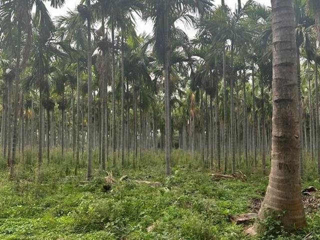 RR Gardenia 155457 Sq.Ft. Plot in Arehalli Bangalore Listing ID: #10124