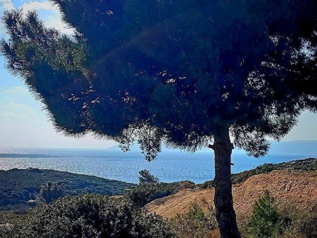 RW AKAR'dan Sığacık TEOS'da PANORAMİK DENİZ MANZARALI ARSA