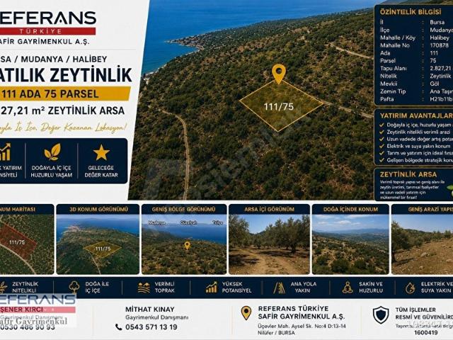 RT Safir'den Mudanya Halilbey Mahallesinde Satılık Zeytinlik