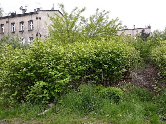 Ruda Śląska