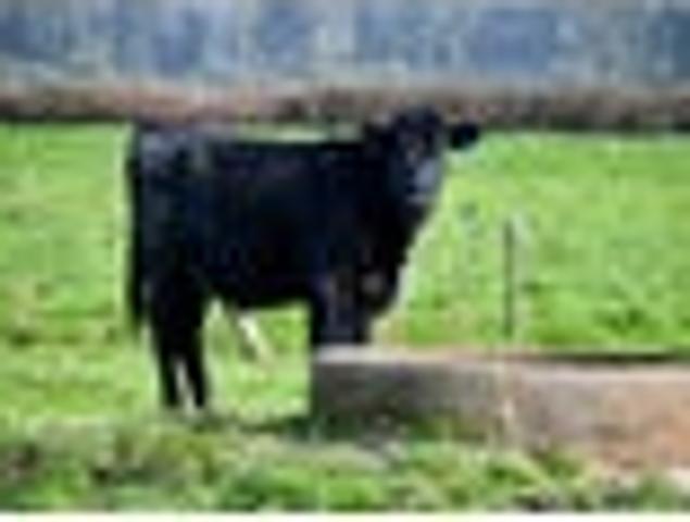 Rural opportunity
