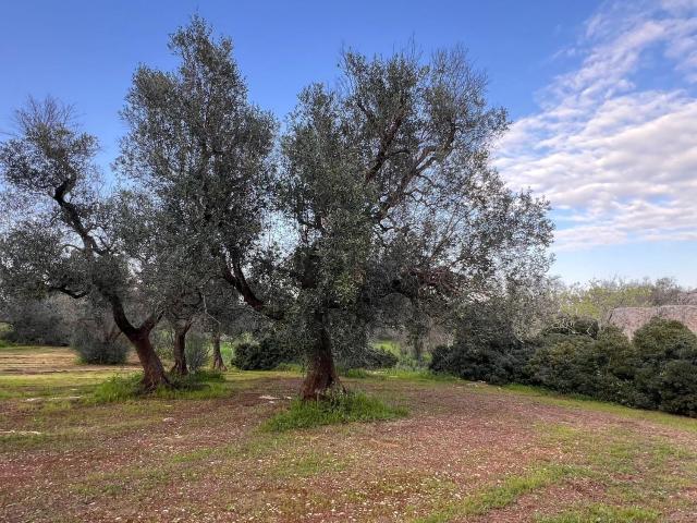 Rustici e casali in vendita di 15 m² in Contrada Padalino