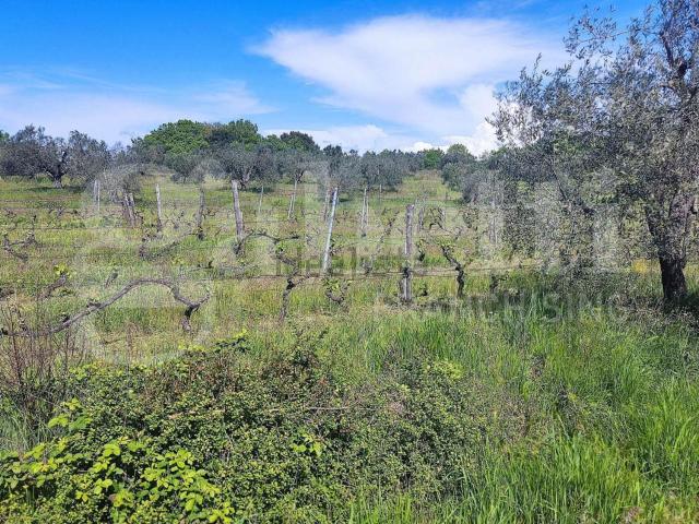 Rustici e casali in vendita di 175 m² in Strada di Montebamboli