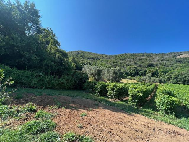 Rustici e casali in vendita di 240 m² in Via Chiesa Teolo
