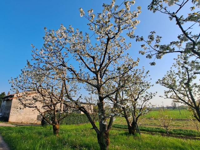 Rustici e casali in vendita di 439 m² in Via Cantarana