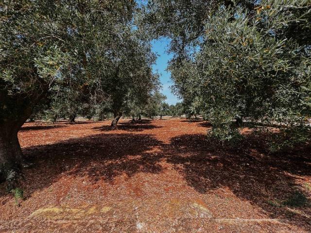 Rustico / Casale in vendita a Carovigno BR