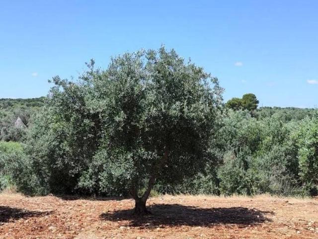 Rustico / Casale in vendita a Ceglie Messapica BR