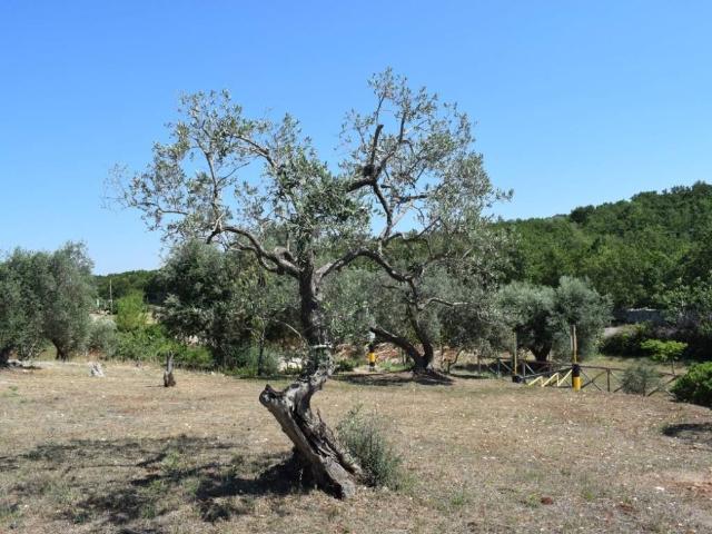 Rustico / Casale in vendita a Ceglie Messapica BR