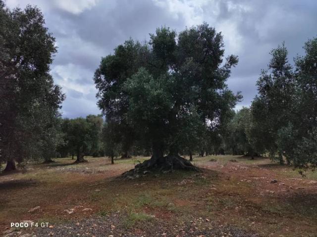 Rustico / Casale in vendita a Ceglie Messapica BR