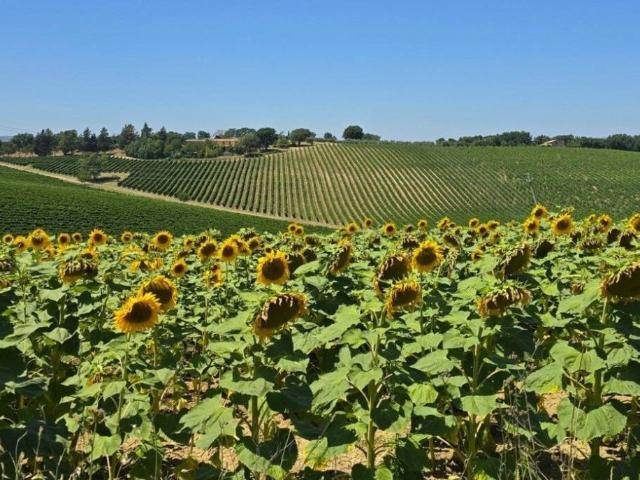Rustico / Casale in vendita a Baschi TR
