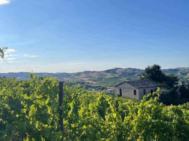 Rustico / Casale in vendita a Offida AP