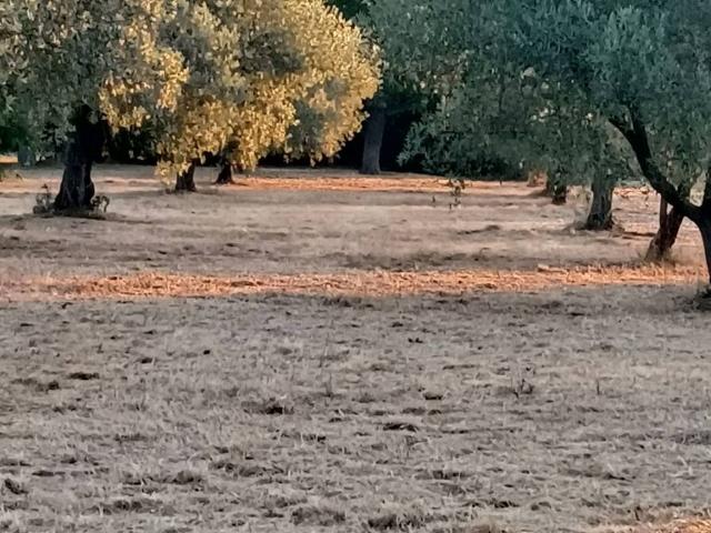 Rustico / Casale in vendita a Ortona CH