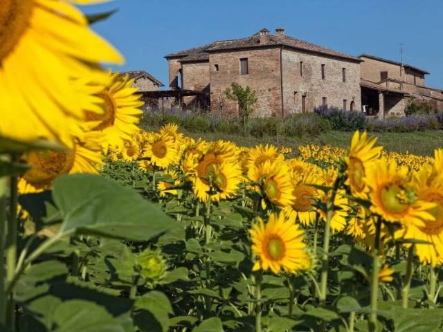 Rustico / Casale in vendita a Monteroni d'Arbia SI