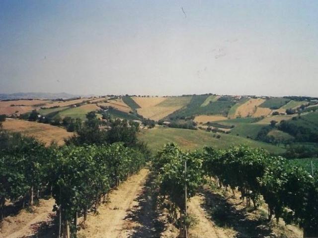 Rustico / Casale in vendita a Morro d'Alba AN
