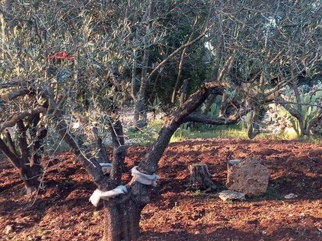 Rustico / Casale in vendita a Martina Franca TA