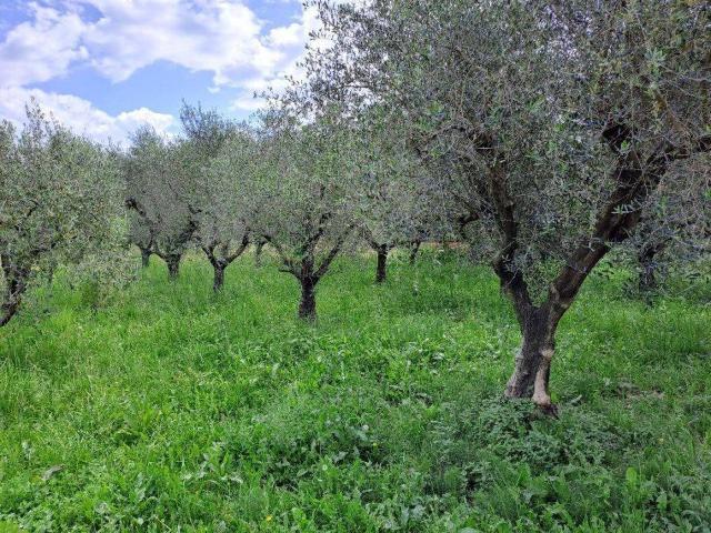 Rustico / Casale in vendita a Massarosa LU