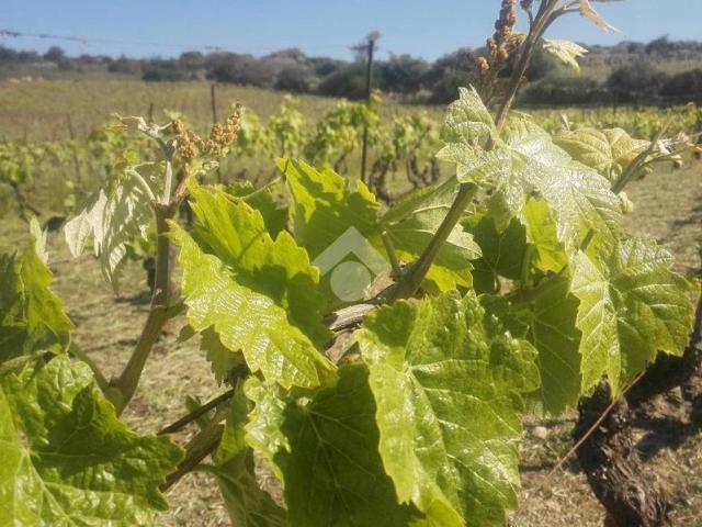 Rustico / Casale in vendita a Sorso SS